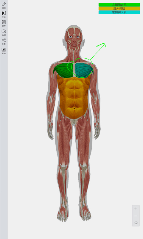 3D人体模型