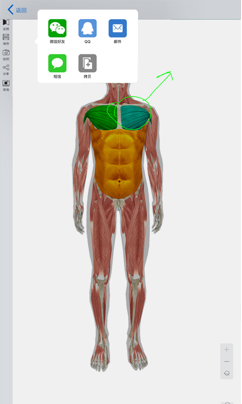 3D人体模型