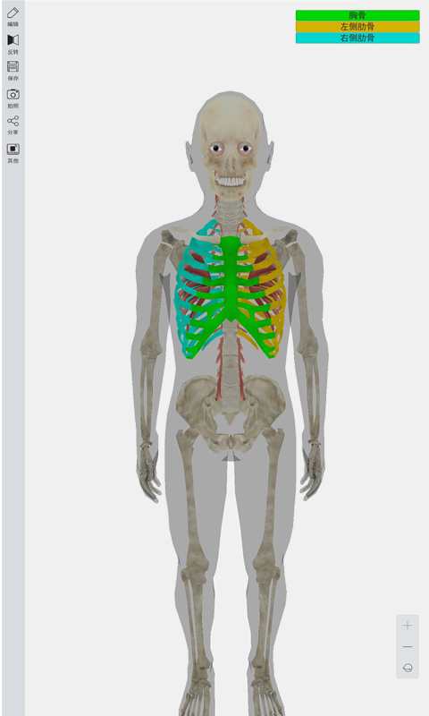 3D人体模型