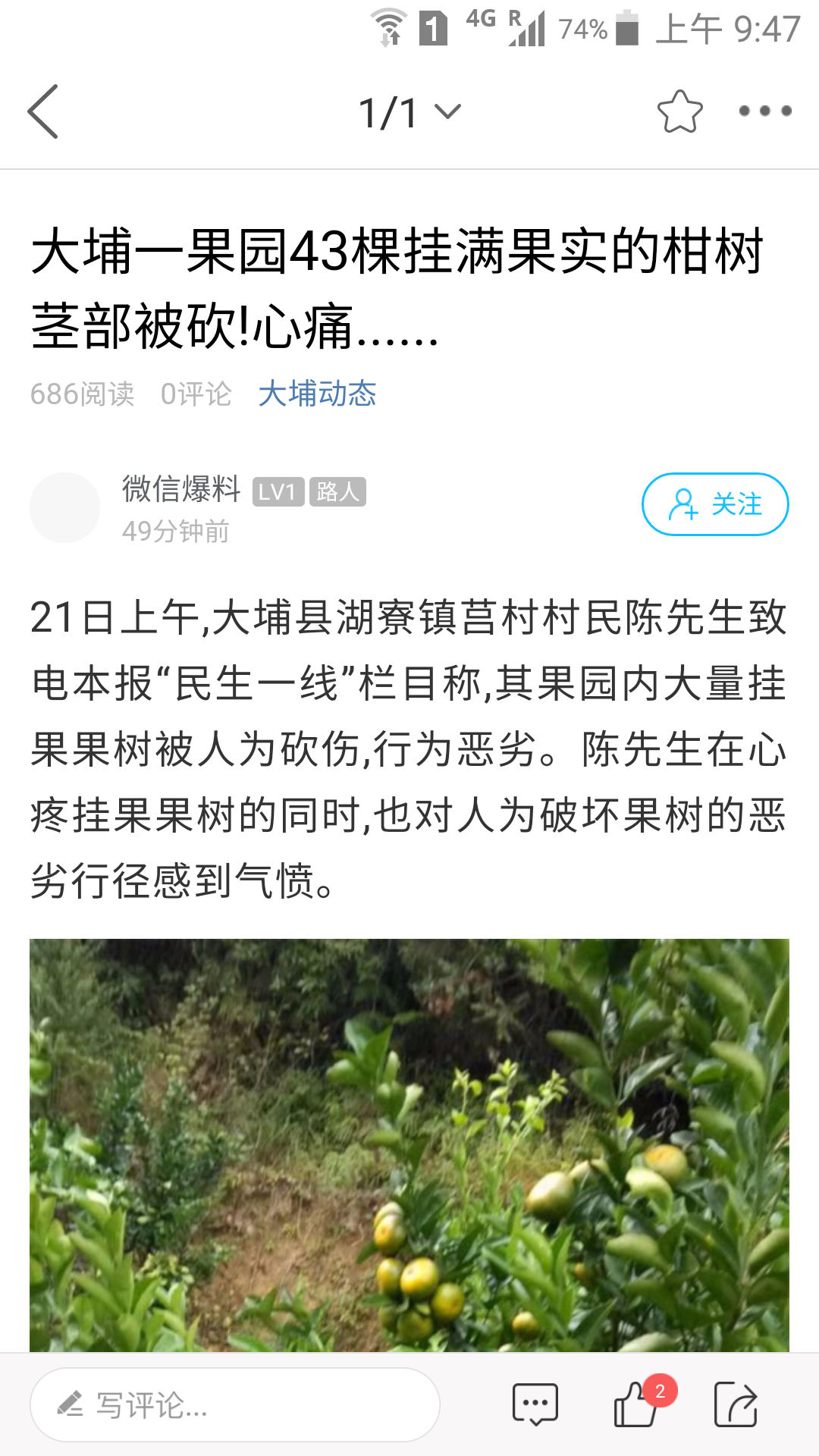 大埔网