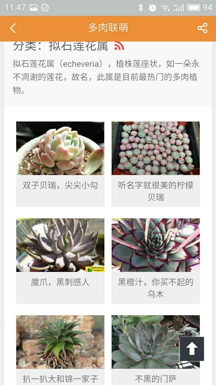 多肉联萌