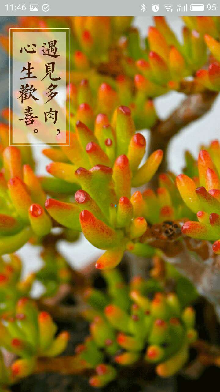 多肉联萌