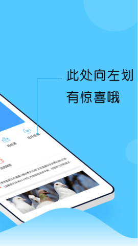 中鸽直播网