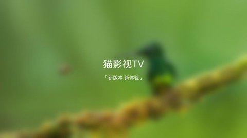 新版猫影视TV