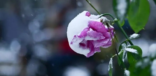 显示下雪时间的天气预报