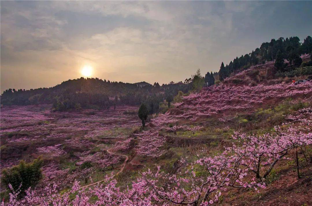 桃花视频合集